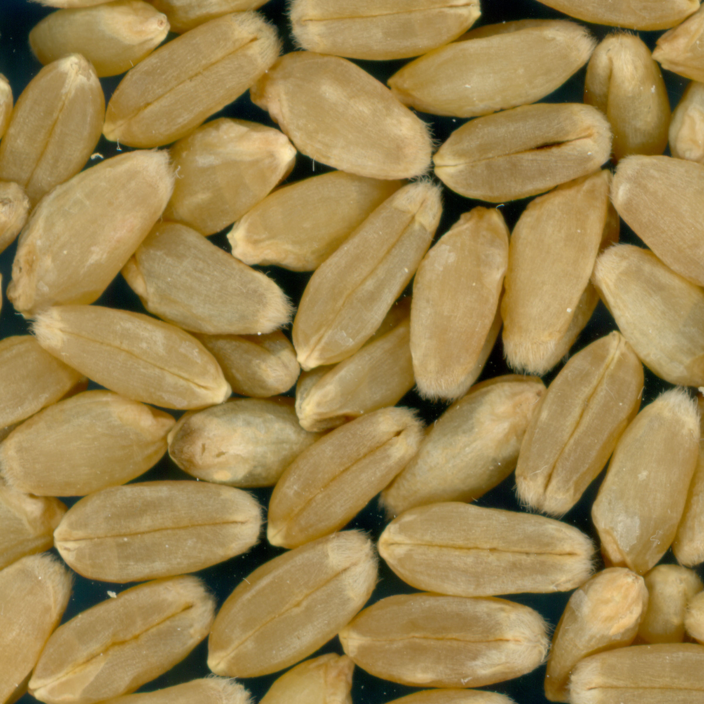 KERNELS
